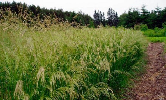 Съедобные травы и растения средней полосы россии с фото